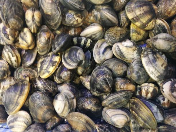 istock Clams in fish market 864925520