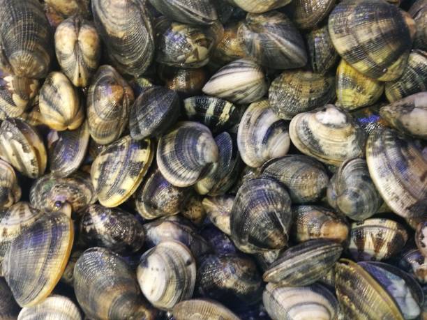 istock Clams in fish market 864925546