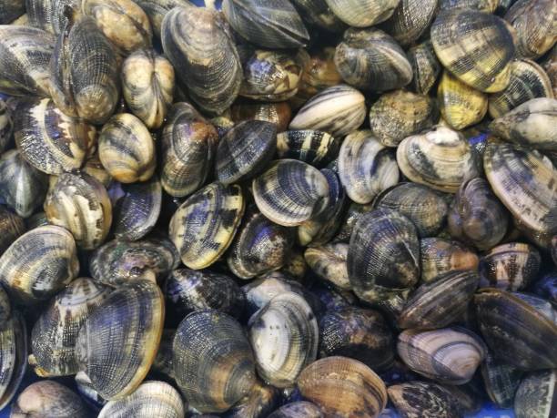 istock Clams in fish market 864925562
