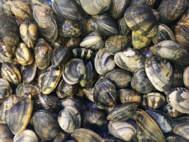 istock Clams in fish market 864925576