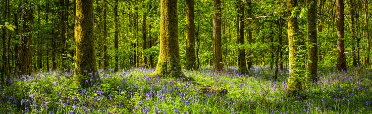 Mossy oak trees growing in the idyllic green forest of a wild bluebell wood as dappled early morning sunlight warms the glade.
