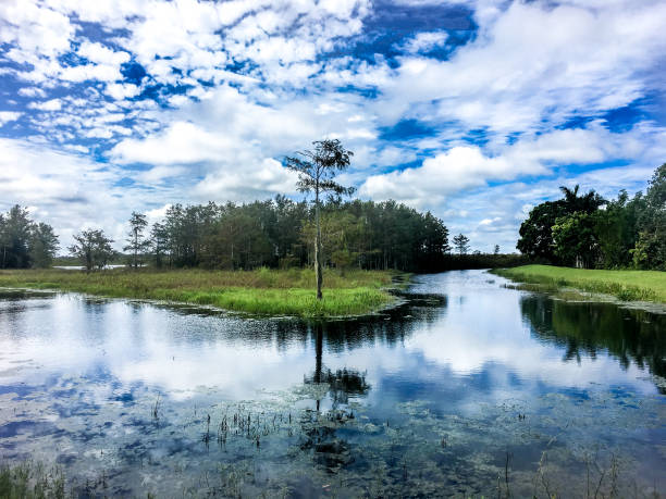istock fall foliage in the swamps 864926386