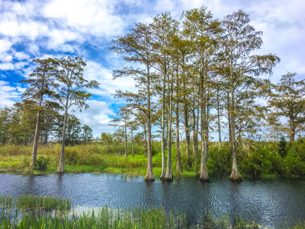 istock fall foliage in the swamps 864926592