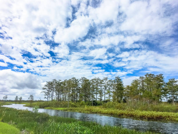 istock fall foliage in the swamps 864926814