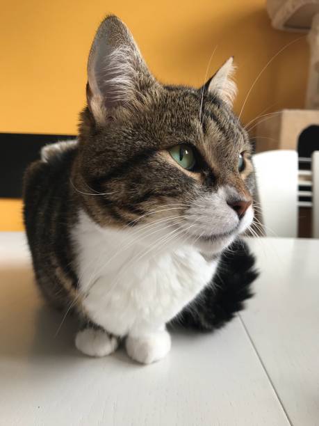 istock Domesticated little cat at home 864932188