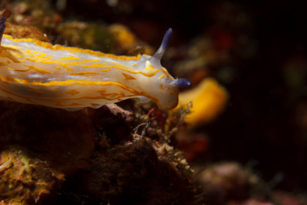istock Sea life Nudibranch Underwater beauty 864932262