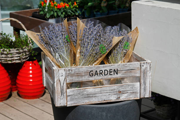 istock Lavender in wooden box for sale 864932482