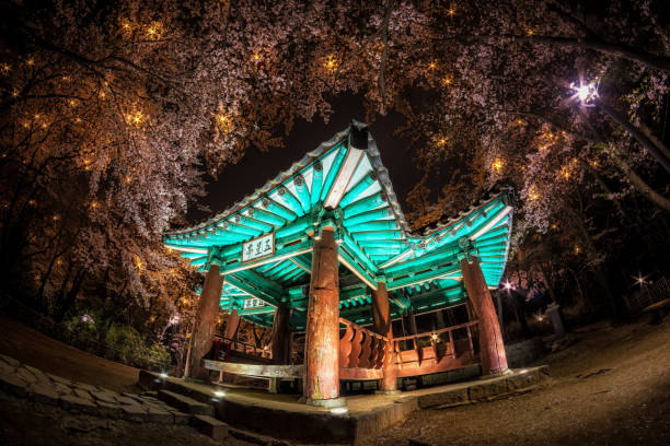 istock korean pagoda among cherry blossoms. 864932610