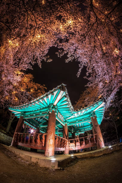 korean pagoda among cherry blossoms.