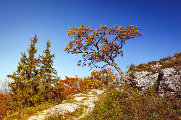 hiking path in atumn, swabian alb, south of germany.