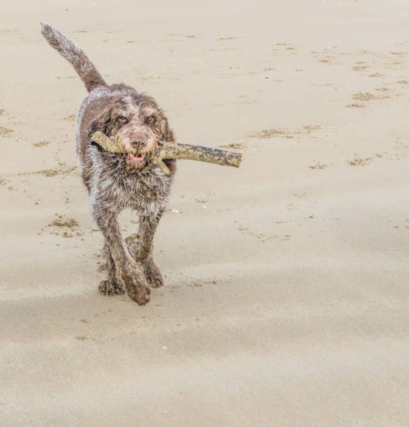 istock Brown and white Italian Spinone dog on beach 864940412