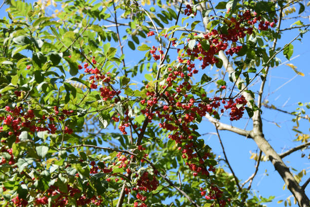 istock Europian spindle tree (Euonymus europaeus) with pink berries in the wild 864942832