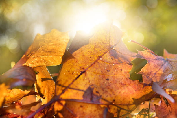 istock Sunlit rain wet autumn leaf in sunset 864943280
