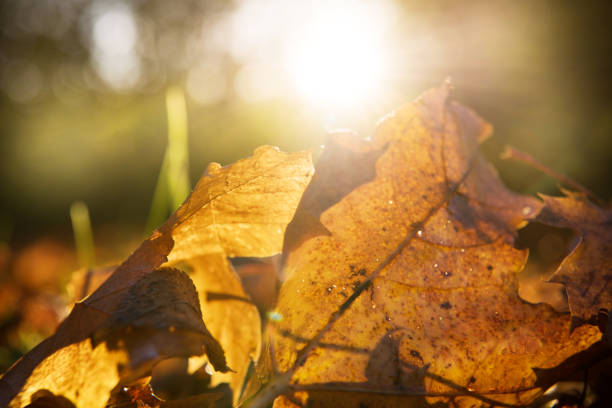 istock Sunlit rain wet autumn leaf in sunset 864943346