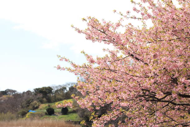 istock Sakura blossom in Japan 864947010