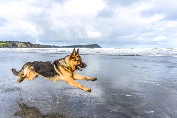 German Shepherd Dog running on beach - very energetic