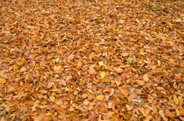 istock Abstract autumn background of fallen leaf 864951906