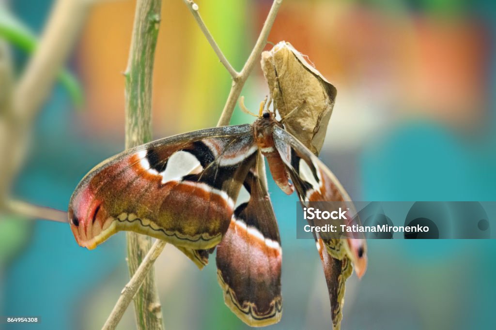 Attacus Atlas Moth. Schöner großer Schmetterling - Lizenzfrei Motte Stock-Foto