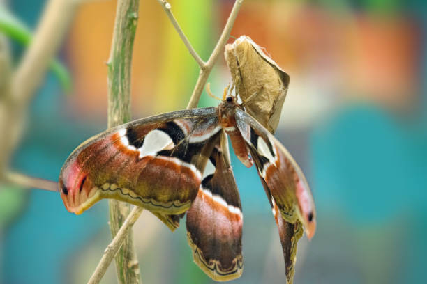 A huge moth the size of a hand clings to leaves in the rainforest along the Amazon River in Peru.