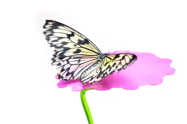Idea leuconoe butterfly sitting on a feeder on white background