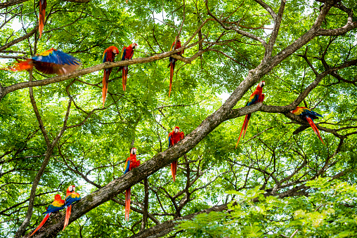 A flock of wild scarlet macaws, Ara macao, in a tree.  Taken in Guanacaste, Costa Rica