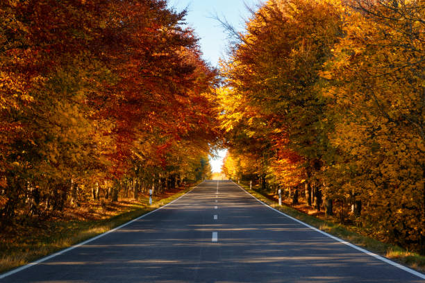 istock Road in the autumnal forest 864958290