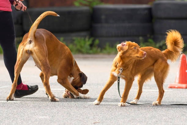 istock Hunting dog close-up 864964760