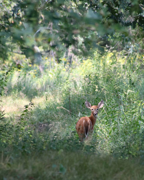 istock White-tailed deer fawn walking through meadow 864964804