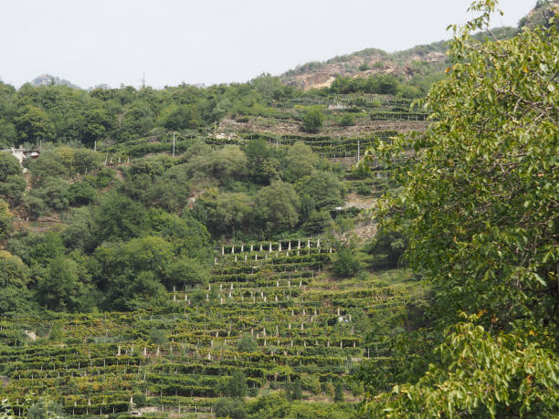 istock vineyard grapevine plantation in Aosta Valley 864964852