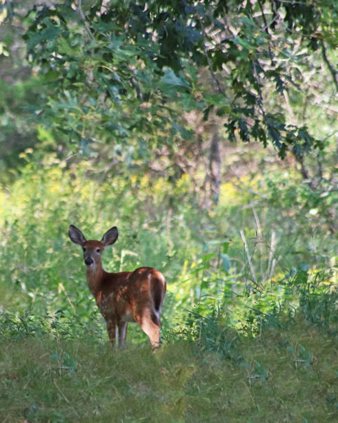 istock Sweet deer fawn in meadow 864965062