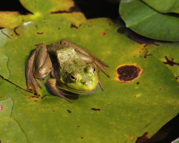 istock Green bullfrog on lily pad 864965100