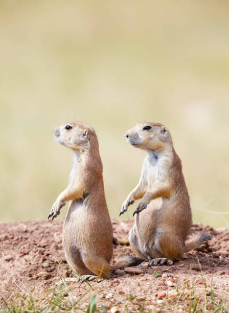 istock Prairie Dog in Grassland 864966060