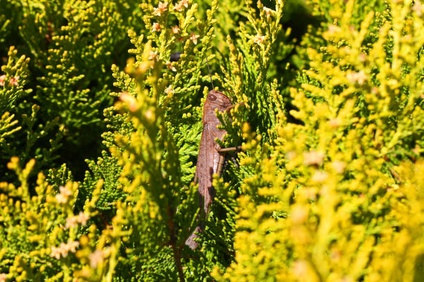 gafanhoto egípcio fechar anacridium aegyptium de nome latino em uma thuja árvore nome latim arbor vitae cupressaceae apresentando listra de olho na itália - giant grasshopper - fotografias e filmes do acervo