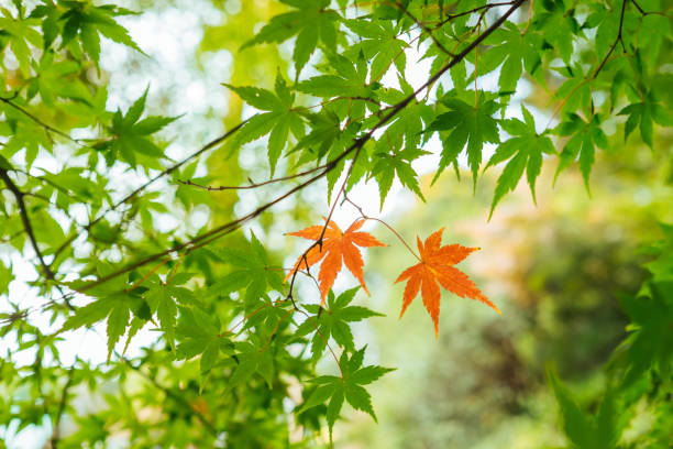 istock A pair of autumn maple leaves. 864973146