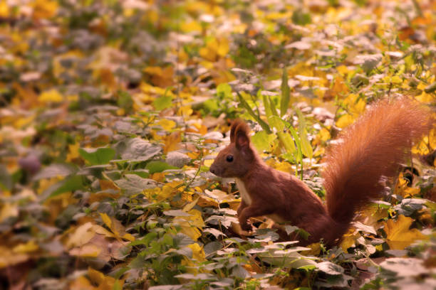 A shy, wild Eurasian red squirrel (Sciurus vulgaris) forages for food near a tree trunk in a lush, green urban park or dense forest in soft natural light