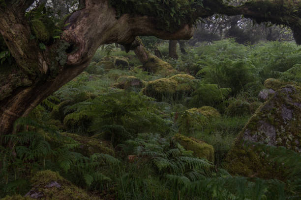 istock Fern covered Dead tree in Wistmans wood 864975686