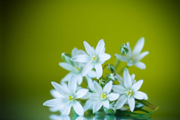 istock Ornithogalum umbellatum .Beautiful white flowers. 864975746