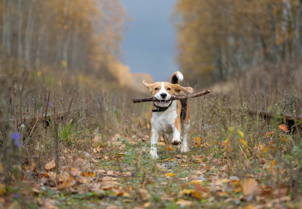 istock Beagle dog playing with a stick in the autumn forest 864979870