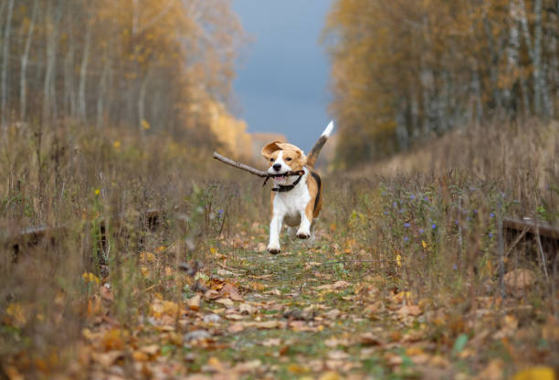 istock Beagle dog playing with a stick in the autumn forest 864979872