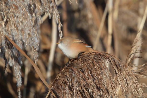 istock Bearded Reedling or Bearded Tit (Panurus biarmicus) Baden-Wuerttemberg, Germany 864982988