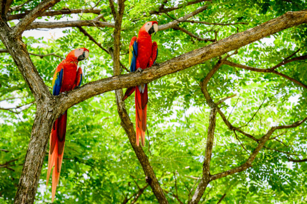 istock Pair of scarlet macaws in the wild 864983096