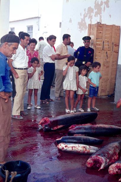 рыбный рынок в гарруча, испания - tuna tuna steak raw bluefin tuna стоковые фото и изображения