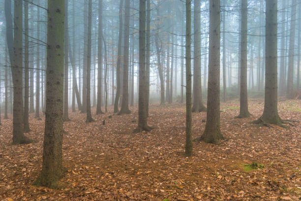 istock Autumn morning in the misty and magical forest 864985030