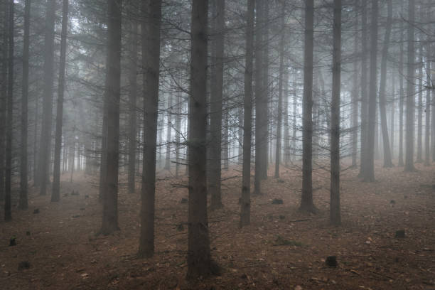 istock Scary misty and magical coniferous forest 864985044