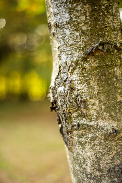 istock Woodland Landscape 864987428