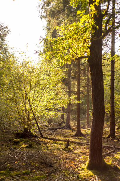 istock Woodland Landscape 864988076