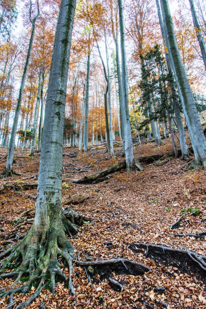 istock Autumn colorful forest with tall trees 864991270