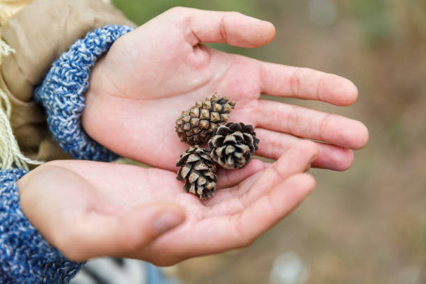 istock Beautiful female hands that hold pine cones. Close-up. 864991572