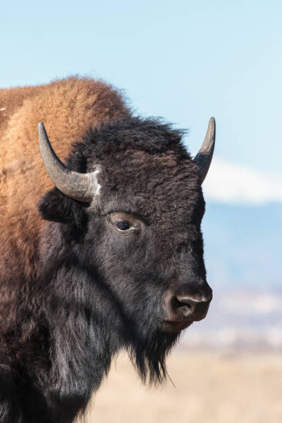 istock American Bison Bull - Genetically Pure Specimen 864992084