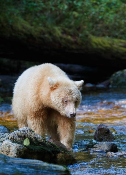 istock Kermode (Spirit) Bear hunting for salmon in Canada's Great Bear Rainforest 864992308